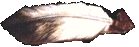 featherl.gif (4353 bytes)