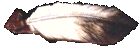 feather.gif (4359 bytes)